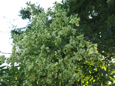  picture  Pagodeboom--Honingboom |Styphnolobium_japonicum