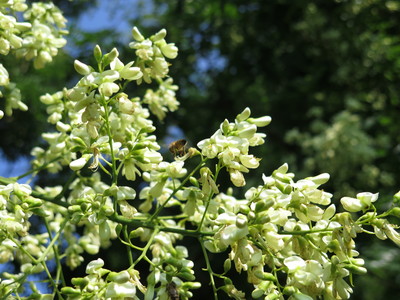  picture  Pagodeboom--Honingboom |Styphnolobium_japonicum