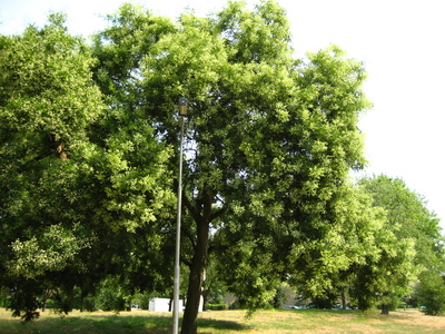  picture  Pagodeboom--Honingboom |Styphnolobium_japonicum