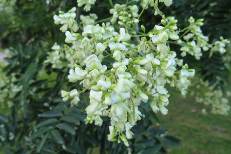  picture  Pagodeboom--Honingboom |Styphnolobium_japonicum