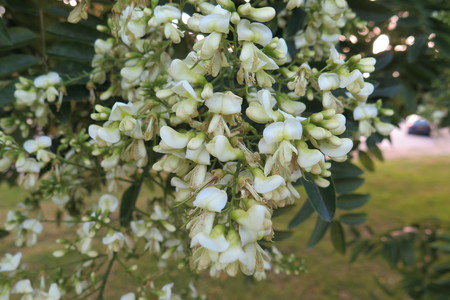  picture  Pagodeboom--Honingboom |Styphnolobium_japonicum