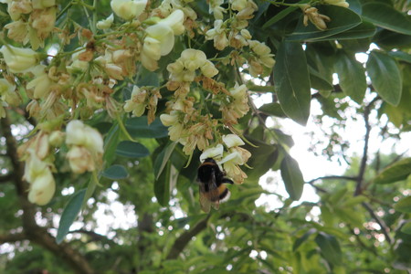  picture  Pagodeboom--Honingboom |Styphnolobium_japonicum