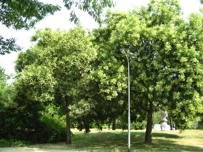  picture  Pagodeboom--Honingboom |Styphnolobium_japonicum