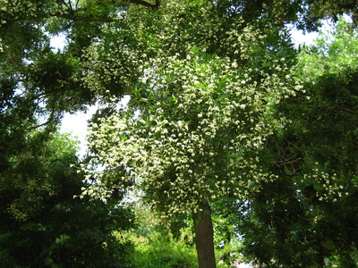  picture  Pagodeboom--Honingboom |Styphnolobium_japonicum