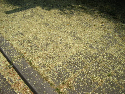  picture  Pagodeboom--Honingboom |Styphnolobium_japonicum