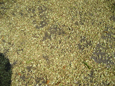  picture  Pagodeboom--Honingboom |Styphnolobium_japonicum