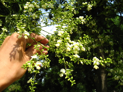  picture  Pagodeboom--Honingboom |Styphnolobium_japonicum