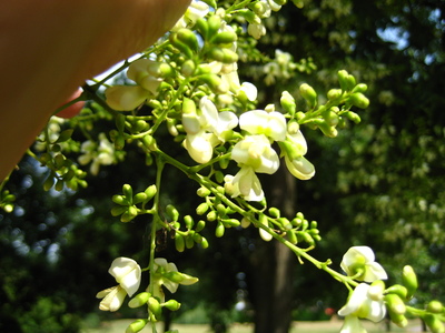  picture  Pagodeboom--Honingboom |Styphnolobium_japonicum
