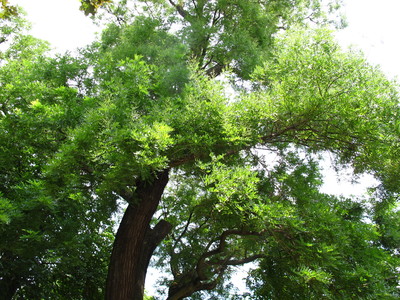  picture  Pagodeboom--Honingboom |Styphnolobium_japonicum