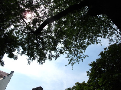  picture  Pagodeboom--Honingboom |Styphnolobium_japonicum