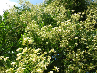  picture  Pagodeboom--Honingboom |Styphnolobium_japonicum