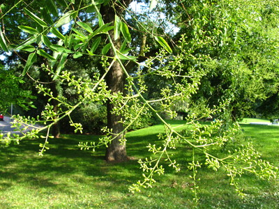  picture  Pagodeboom--Honingboom |Styphnolobium_japonicum