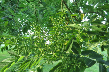  picture  Pagodeboom--Honingboom |Styphnolobium_japonicum