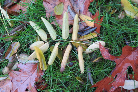  picture  Pagodeboom--Honingboom |Styphnolobium_japonicum