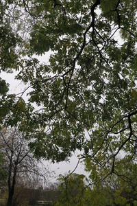  picture  Pagodeboom--Honingboom |Styphnolobium_japonicum