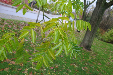  picture  Pagodeboom--Honingboom |Styphnolobium_japonicum