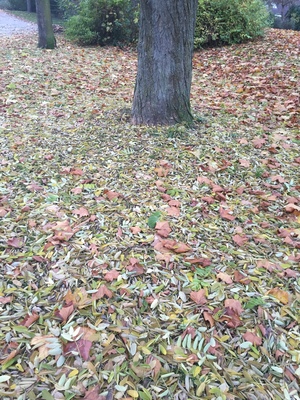  picture  Pagodeboom--Honingboom |Styphnolobium_japonicum