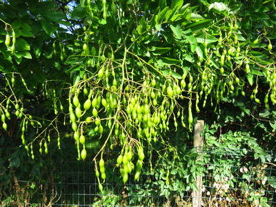  picture  Pagodeboom--Honingboom |Styphnolobium_japonicum