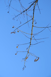  picture  Pagodeboom--Honingboom |Styphnolobium_japonicum