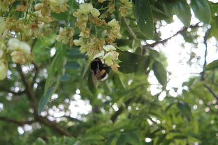  picture  Pagodeboom--Honingboom |Styphnolobium_japonicum