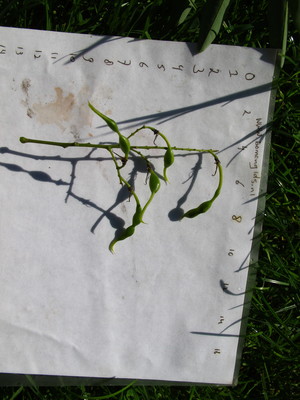  picture  Pagodeboom--Honingboom |Styphnolobium_japonicum