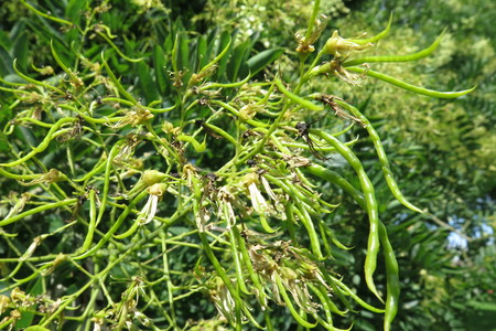 picture  Pagodeboom--Honingboom |Styphnolobium_japonicum