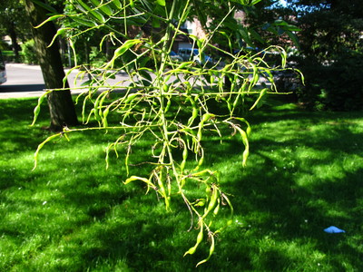 picture  Pagodeboom--Honingboom |Styphnolobium_japonicum