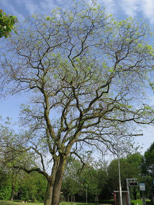  picture  Pagodeboom--Honingboom |Styphnolobium_japonicum