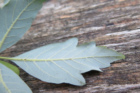  picture  Papier_esdoorn |Acer_griseum