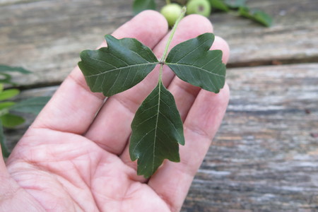  picture  Papier_esdoorn |Acer_griseum