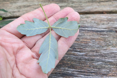  picture  Papier_esdoorn |Acer_griseum