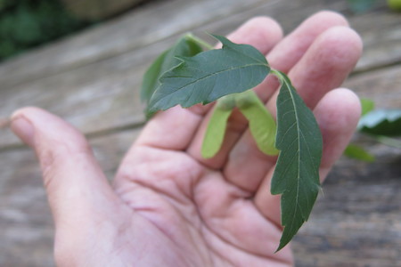  picture  Papier_esdoorn |Acer_griseum