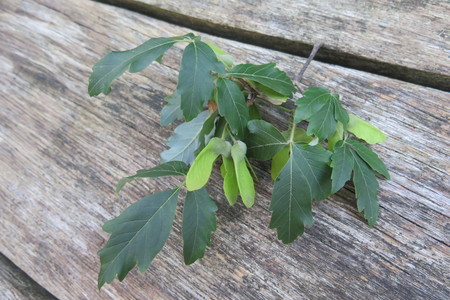  picture  Papier_esdoorn |Acer_griseum