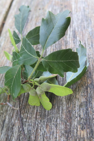  picture  Papier_esdoorn |Acer_griseum