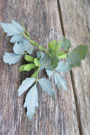  picture  Papier_esdoorn |Acer_griseum