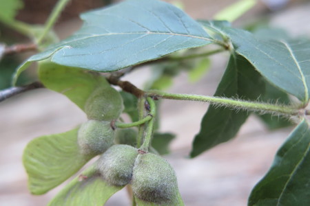  picture  Papier_esdoorn |Acer_griseum