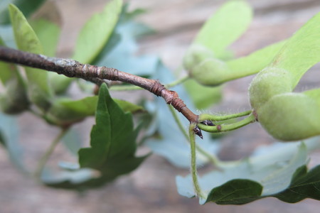  picture  Papier_esdoorn |Acer_griseum