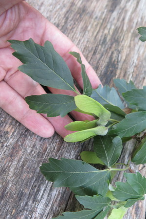  picture  Papier_esdoorn |Acer_griseum