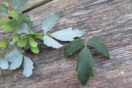  picture  Papier_esdoorn |Acer_griseum