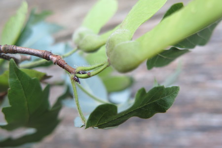  picture  Papier_esdoorn |Acer_griseum