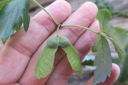  picture  Papier_esdoorn |Acer_griseum