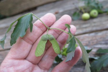  picture  Papier_esdoorn |Acer_griseum