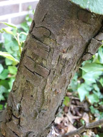  picture  Peer |Pyrus_communis