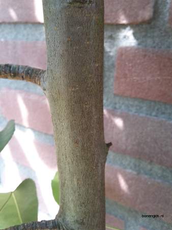  picture  Peer |Pyrus_communis