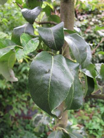 Leaf picture  Peer ( Pyrus communis)