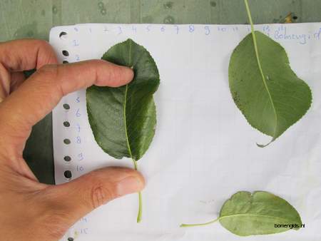  picture  Peer |Pyrus_communis