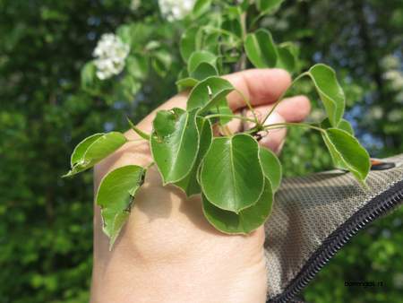  picture  Peer |Pyrus_communis