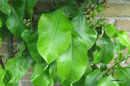  picture  Peer |Pyrus_communis