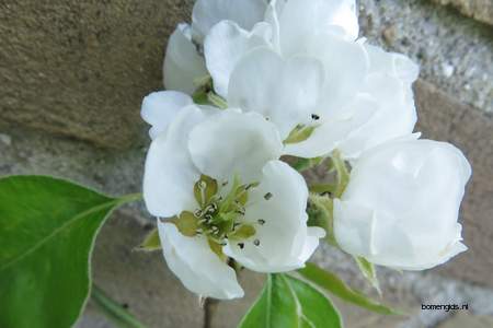  picture  Peer |Pyrus_communis