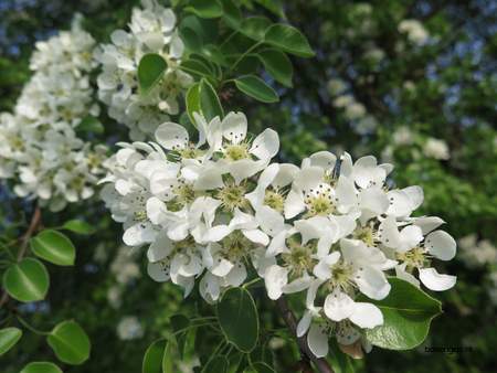  picture  Peer |Pyrus_communis